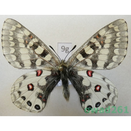 Parnassius orleans toshikoe China9g